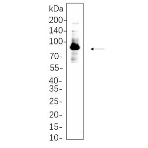 Glycogen Synthase兔单抗,Glycogen Synthase Rabbit Monoclonal antibody