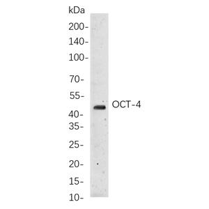 Oct-4兔单抗,Oct-4 Rabbit Monoclonal antibody