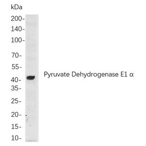 Pyruvate Dehydrogenase E1 α兔单抗,Pyruvate Dehydrogenase E1 α Rabbit Monoclonal antibody