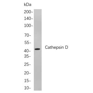 Cathepsin D兔单抗,Cathepsin D Rabbit Monoclonal antibody