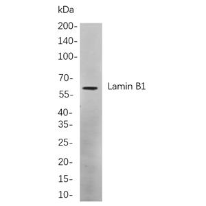 Lamin B1兔单抗,Lamin B1 Rabbit Monoclonal antibody