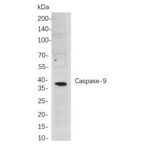 Caspase-9兔单抗,Caspase-9 Rabbit Monoclonal antibody