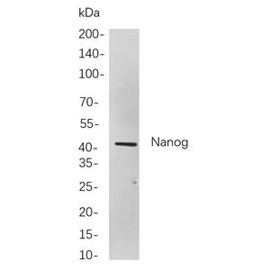 Nanog兔单抗,Nanog Rabbit Monoclonal antibody