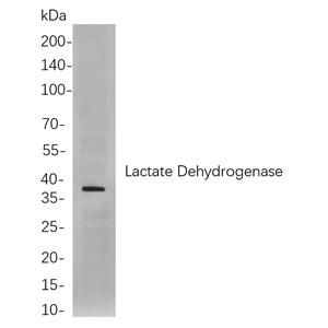 Lactate Dehydrogenase兔单抗,Lactate Dehydrogenase Rabbit Monoclonal antibody