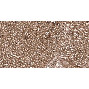Lactate Dehydrogenase兔单抗,Lactate Dehydrogenase Rabbit Monoclonal antibody