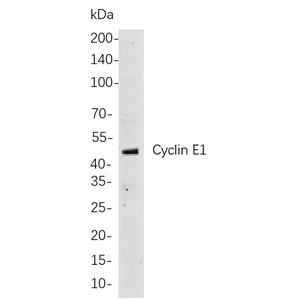 Cyclin E1兔单抗,Cyclin E1 Rabbit Monoclonal antibody