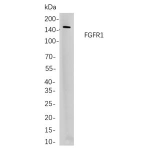 FGFR1兔单抗,FGFR1 Rabbit Monoclonal antibody