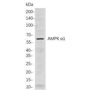 AMPK α1兔单抗,AMPK α1 Rabbit Monoclonal antibody