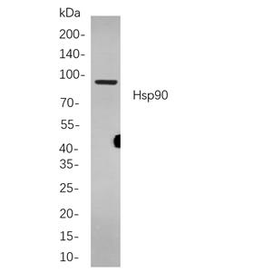 Hsp90兔单抗,Hsp90 Rabbit Monoclonal antibody