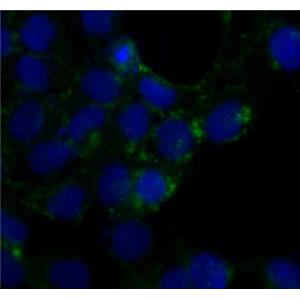 Caveolin 1兔多抗,Caveolin 1 Rabbit Polyclonal Antibody