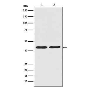 ERK2兔多抗,ERK2 Rabbit Polyclonal Antibody