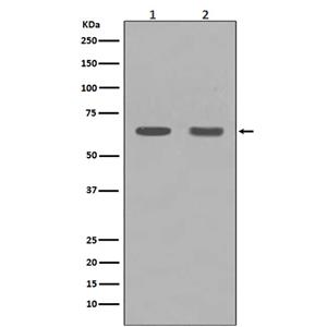 HDAC1兔多抗,HDAC1 Rabbit Polyclonal Antibody