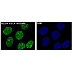 Histone H2A.X兔多抗,Histone H2A.X Rabbit Polyclonal Antibody