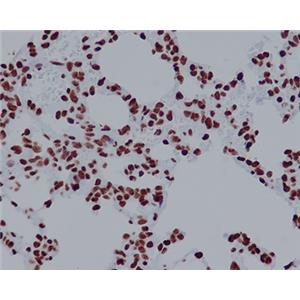 Histone H2A.X兔多抗,Histone H2A.X Rabbit Polyclonal Antibody