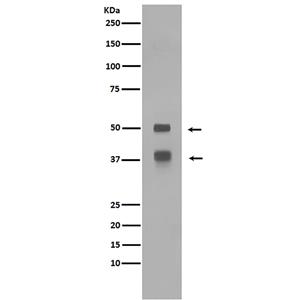 LEF1兔多抗,LEF1 Rabbit Polyclonal Antibody