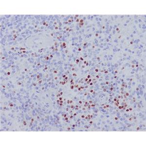 LEF1兔多抗,LEF1 Rabbit Polyclonal Antibody