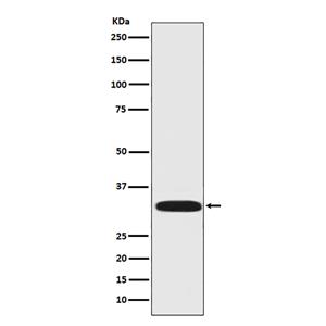 DARPP32兔多抗,DARPP32 Rabbit Polyclonal Antibody