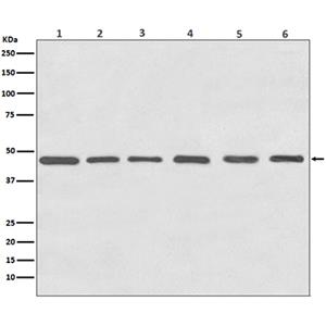 gamma Tubulin兔多抗,gamma Tubulin Rabbit Polyclonal Antibody