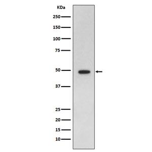 GFAP兔多抗,GFAP Rabbit Polyclonal Antibody