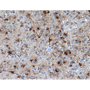 GFAP兔多抗,GFAP Rabbit Polyclonal Antibody