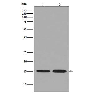 Histone H3.3兔多抗,Histone H3.3 Rabbit Polyclonal Antibody