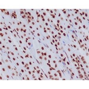 Histone H3.3兔多抗,Histone H3.3 Rabbit Polyclonal Antibody