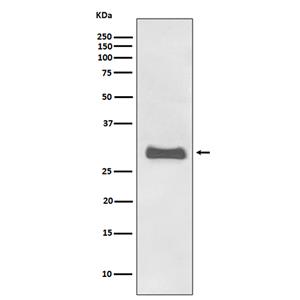 Prion Protein兔多抗,Prion Protein Rabbit Polyclonal Antibody