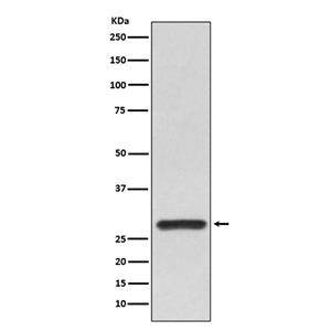 14-3-3 alpha/beta兔多抗,14-3-3 alpha/beta Rabbit Polyclonal Antibody