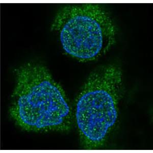 4E BP1兔多抗,4E BP1 Rabbit Polyclonal Antibody