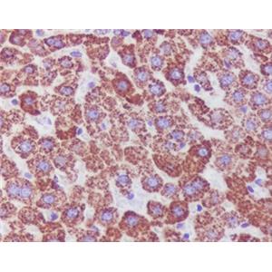 Catalase兔多抗,Catalase Rabbit Polyclonal Antibody