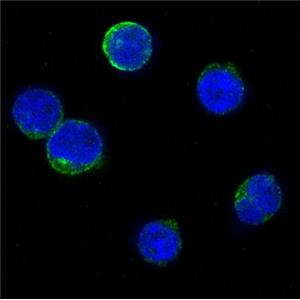 Bid Rabbit Polyclonal Antibody | 兔多抗 | EnkiLife恩玑生命