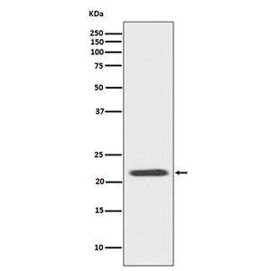 Bid兔多抗,Bid Rabbit Polyclonal Antibody