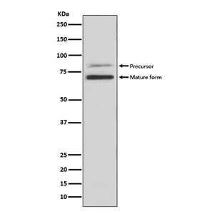 PCSK9 Rabbit Polyclonal Antibody | 兔多抗 | EnkiLife恩玑生命