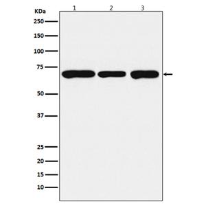 PCK2兔多抗,PCK2 Rabbit Polyclonal Antibody