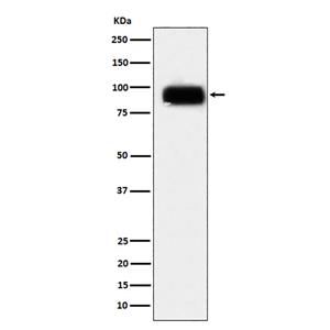 CD166兔多抗,CD166 Rabbit Polyclonal Antibody