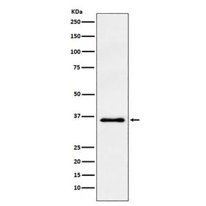 WDR5兔多抗,WDR5 Rabbit Polyclonal Antibody