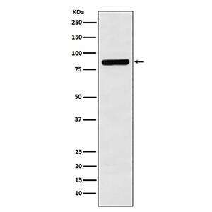Cullin 3兔多抗,Cullin 3 Rabbit Polyclonal Antibody