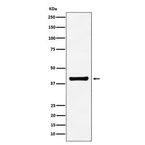 ALDOA兔多抗,ALDOA Rabbit Polyclonal Antibody
