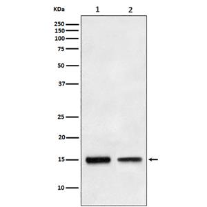 TGF alpha兔多抗,TGF alpha Rabbit Polyclonal Antibody