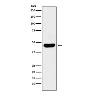 CD134/OX40L Recepter兔多抗,CD134/OX40L Recepter Rabbit Polyclonal Antibody