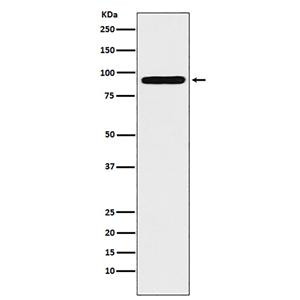ALDH1L1兔多抗,ALDH1L1 Rabbit Polyclonal Antibody