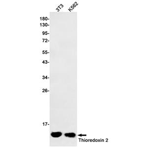 Thioredoxin 2兔多抗,Thioredoxin 2 Rabbit Polyclonal Antibody