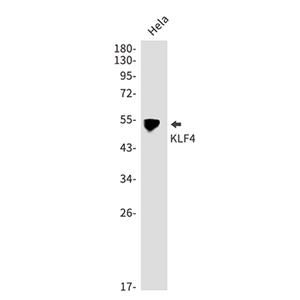 KLF4兔多抗,KLF4 Rabbit Polyclonal Antibody