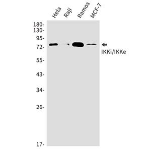 IKK epsilon兔多抗,IKK epsilon Rabbit Polyclonal Antibody