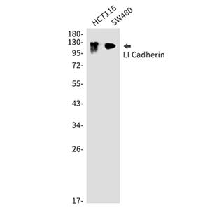 LI Cadherin兔多抗,LI Cadherin Rabbit Polyclonal Antibody