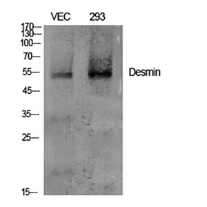 Desmin兔多抗,Desmin Rabbit Polyclonal Antibody