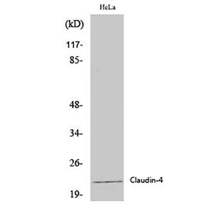 Claudin 4兔多抗,Claudin 4 Rabbit Polyclonal Antibody
