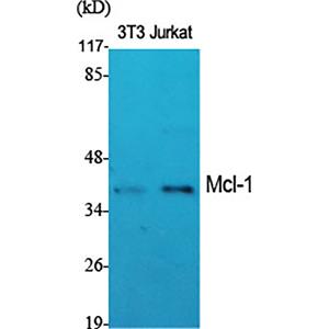 MCL1兔多抗,MCL1 Rabbit Polyclonal Antibody