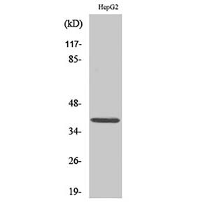 MCL1兔多抗,MCL1 Rabbit Polyclonal Antibody