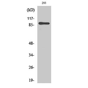 MSK1兔多抗,MSK1 Rabbit Polyclonal Antibody